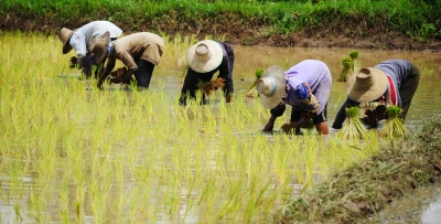 planting are you planting