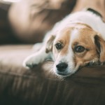 Itchy Dog: The Real Reason Your Pooch Won’t Stop Scratching